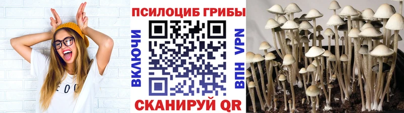 где купить   Арск  Галлюциногенные грибы Cubensis 